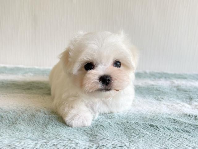 マルチーズ