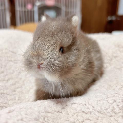 ネザーランドドワーフ
