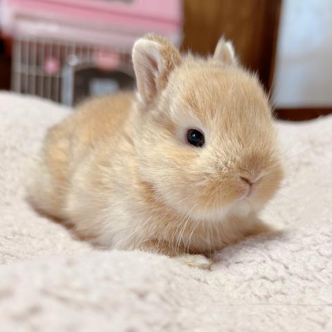ネザーランドドワーフ