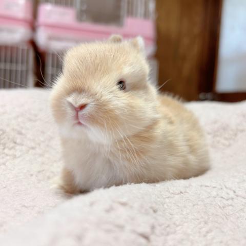 ネザーランドドワーフ