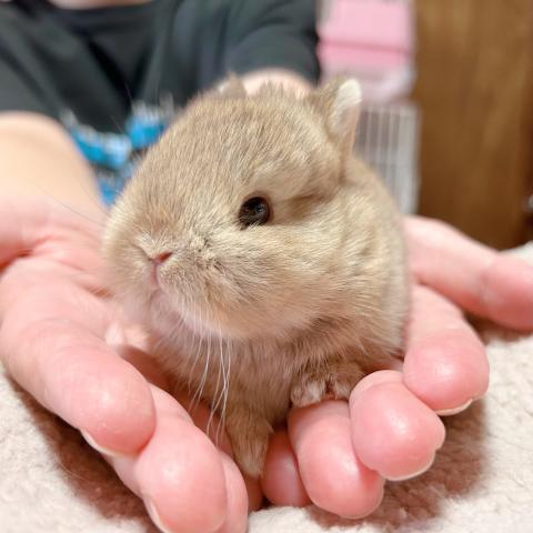 ネザーランドドワーフ
