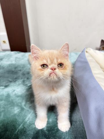 エキゾチックショートヘアー