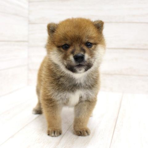 柴犬