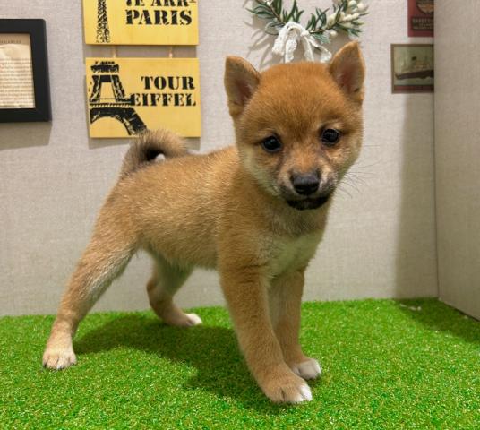 柴犬
