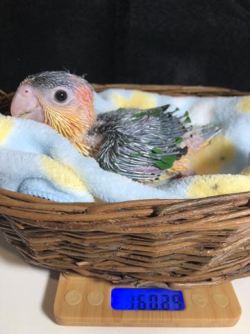 シロハラインコ