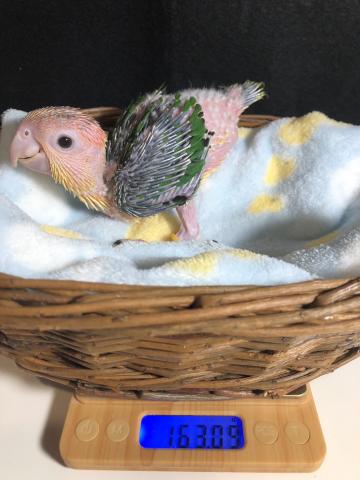 シロハラインコ