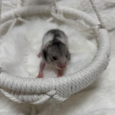 ゴールデンハムスター