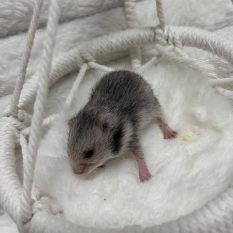 ゴールデンハムスター