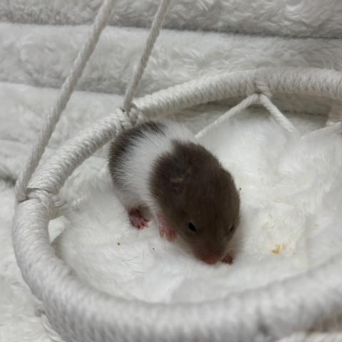 ゴールデンハムスター