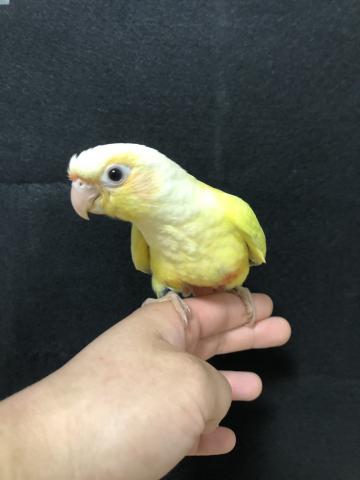 ウロコインコ（サンチーク）