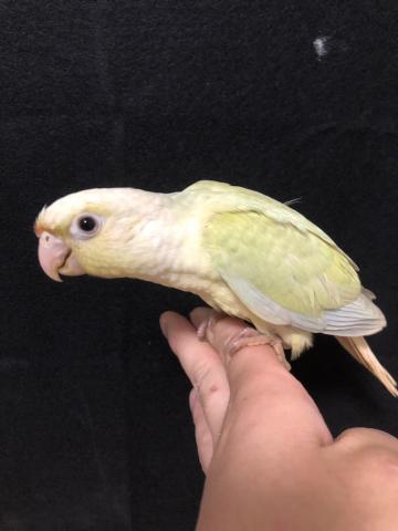 ウロコインコ（ムーンチーク）