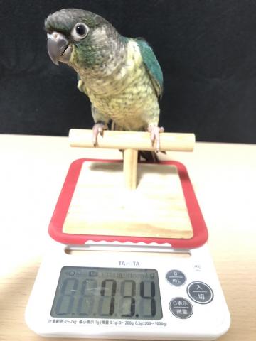 ワキコガネウロコインコ（ブルー）