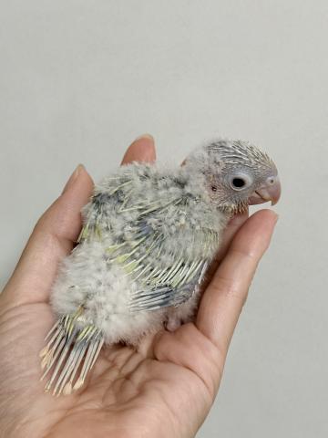 ウロコインコ 40