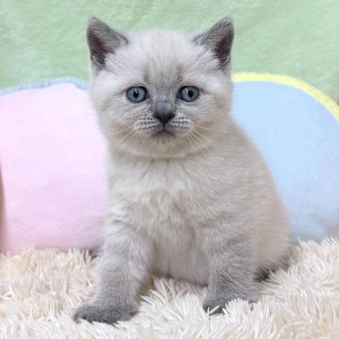 ブリティッシュショートヘア