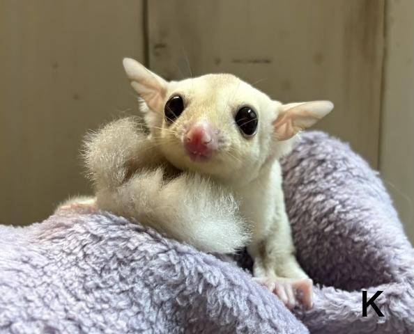 フクロモモンガ クリミノpossプラチナorリューシ