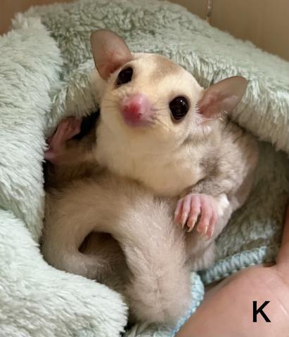 フクロモモンガ クリミノpossプラチナorリューシ