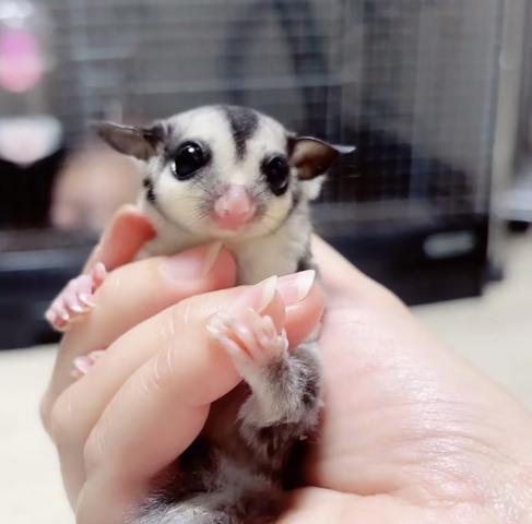 ノーマルヘテロリューシ