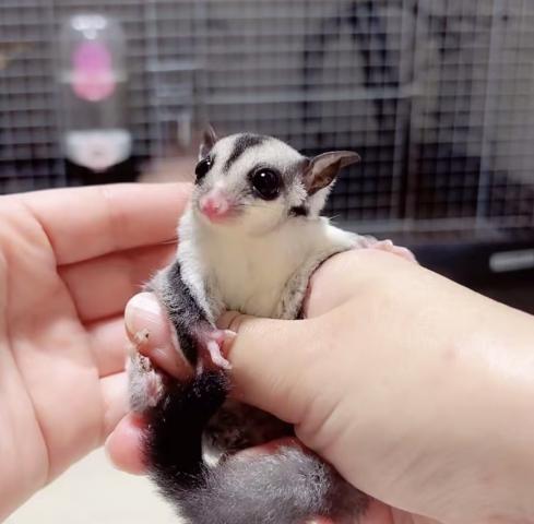 ノーマルヘテロリューシ