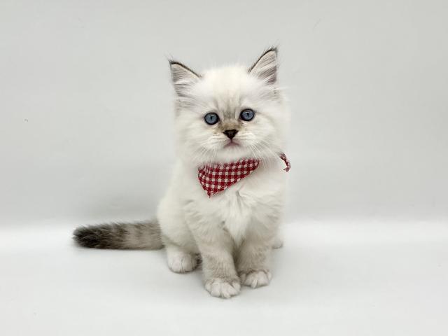 ブリティッシュショートヘア