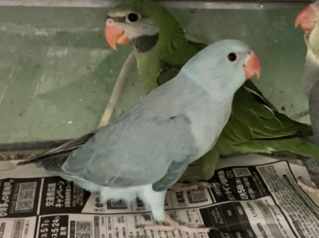 ワカケホンセイインコ　ブルー