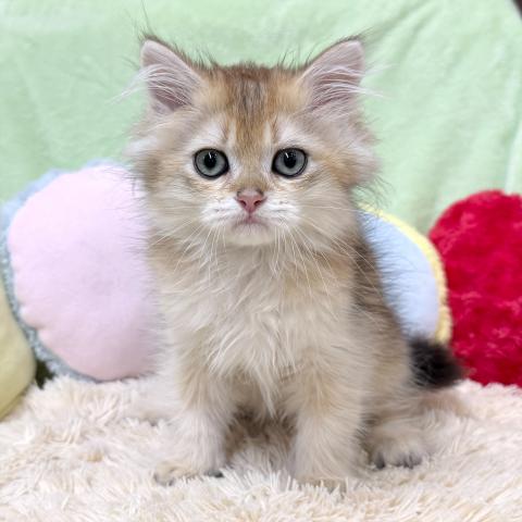 ブリティッシュショートヘア