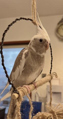 オカメインコ