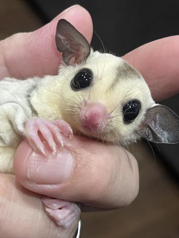 プラチナ