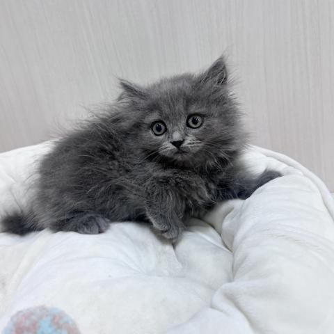 ブリティッシュロングヘア