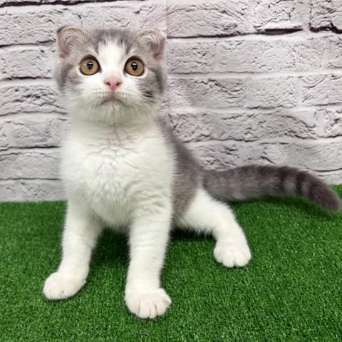 スコティッシュフォールド