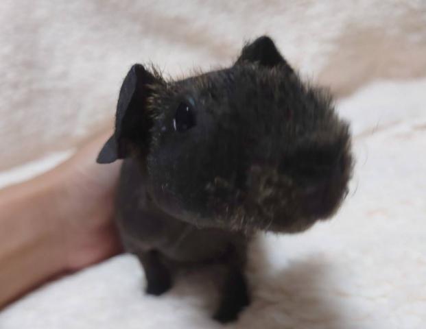 スキニーギニアピッグ