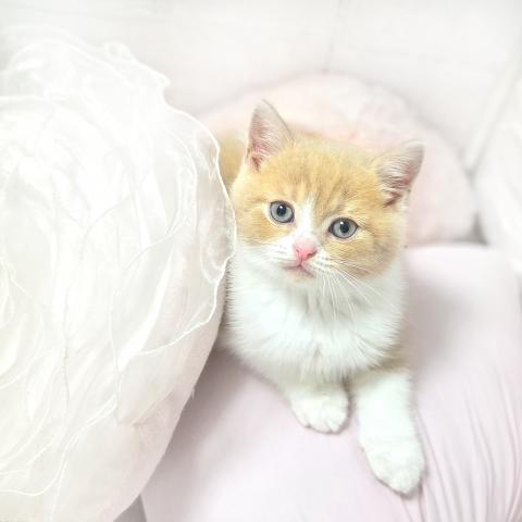 ブリティッシュショートヘア