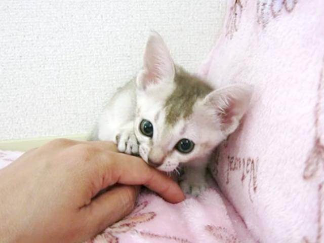 シンガプーラ