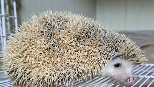 ハリネズミ  