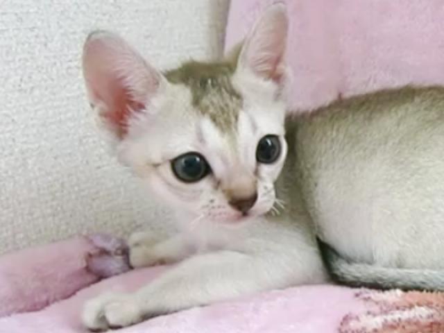 シンガプーラ
