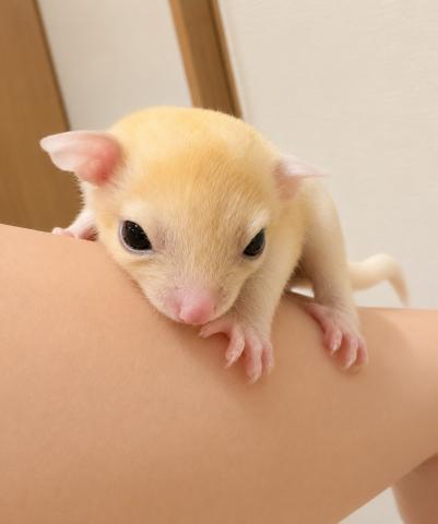 フクロモモンガ リューシ