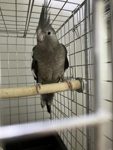 オカメインコ