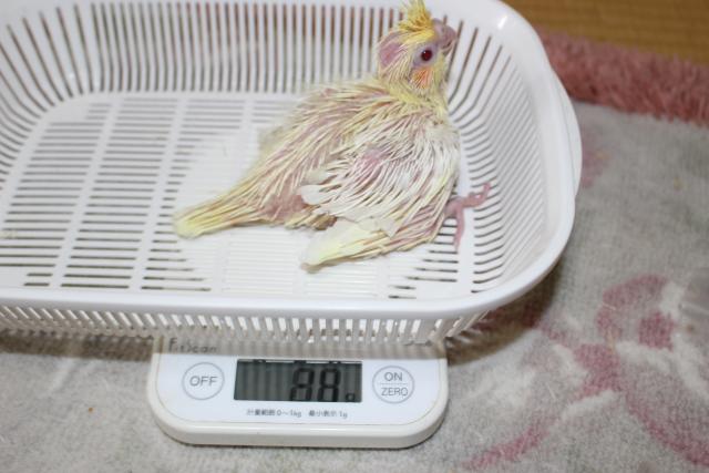 オカメ巣上げ