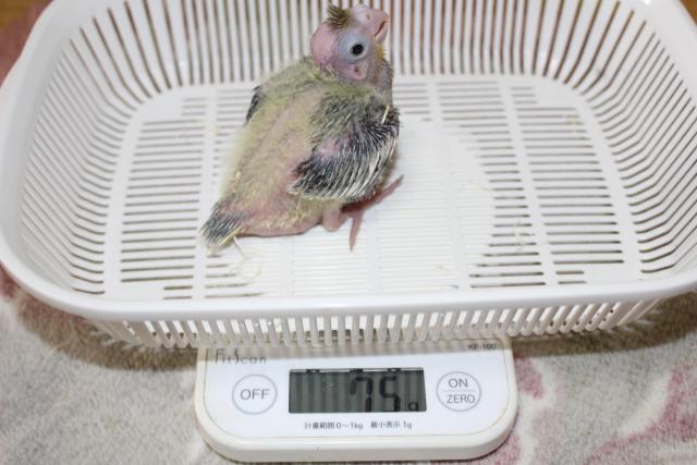 オカメ巣上げ