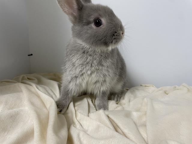 ネザーランドドワーフ