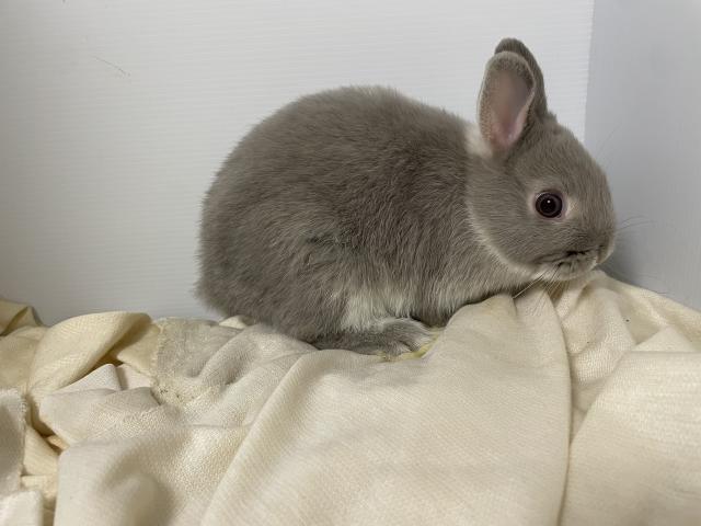 ネザーランドドワーフ