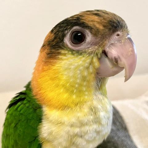 シロハラインコ