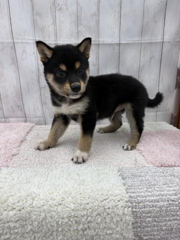 柴犬