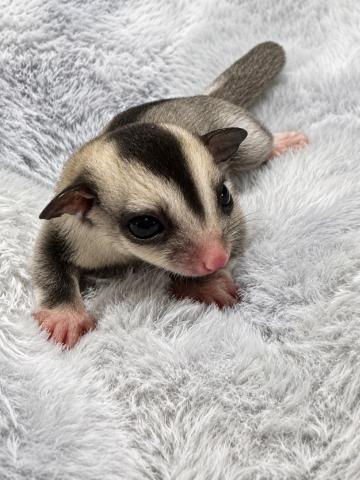 フクロモモンガ モザイク 