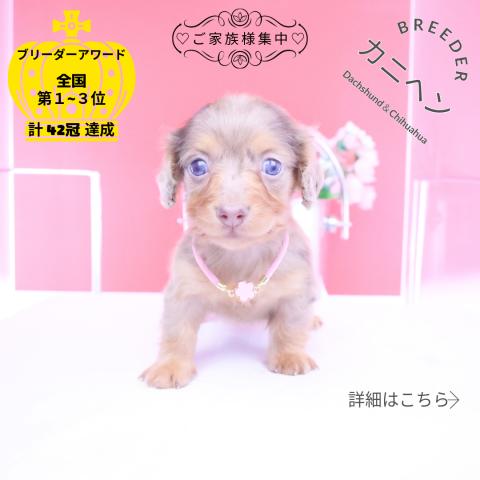 カニヘンダックスフンド　ロング