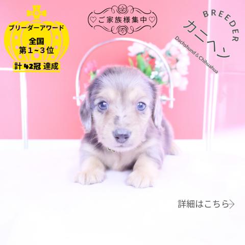 カニヘンダックスフンド　ロング