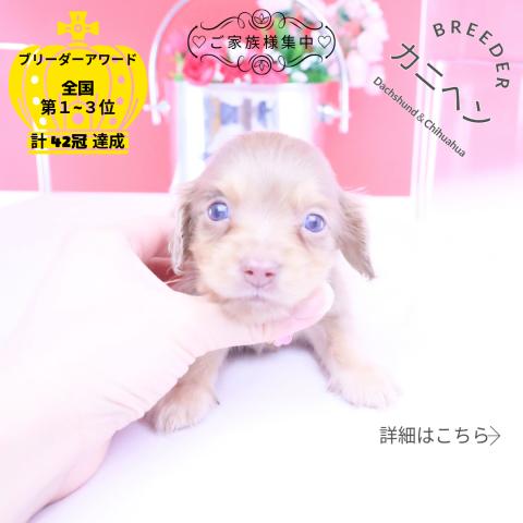 カニヘンダックスフンド　ロング