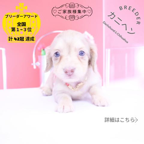 カニヘンダックスフンド　ロング