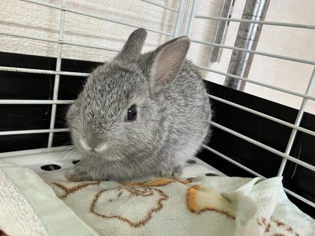ネザーランドドワーフ
