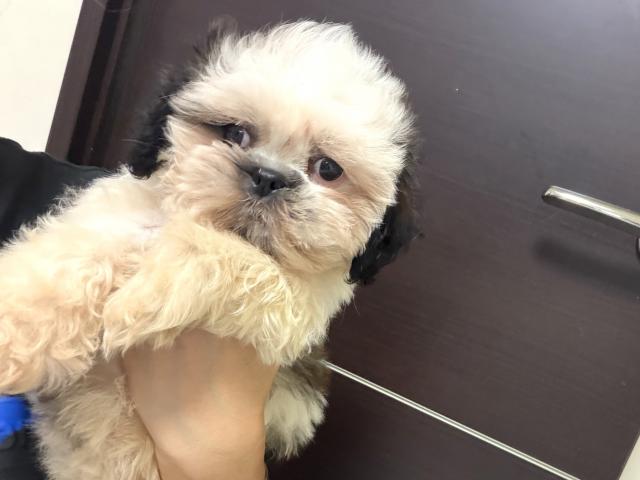 シーズー