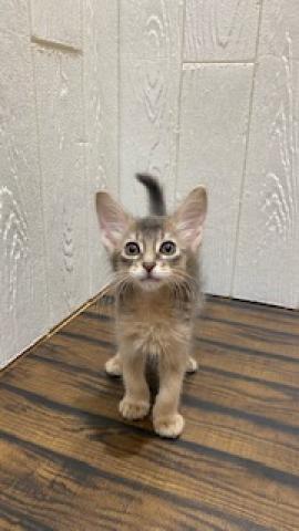 ソマリ